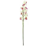 Vetvička orchidey Europalms