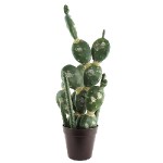 Kaktus mix Europalms